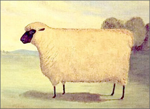 Sheep