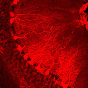 Immunohistochemical staining of Purkinje cells in a rabbit cerebellar cortex